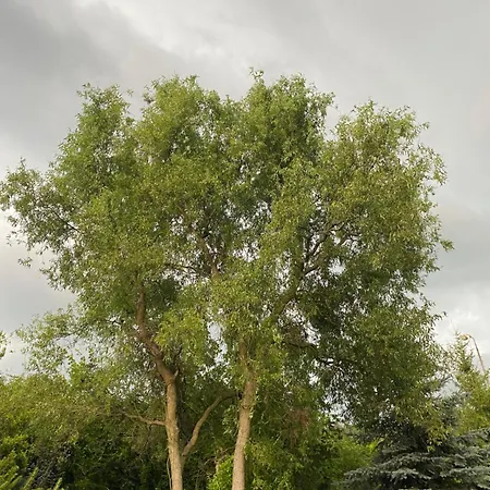 Homestay Ve Se Zahradou